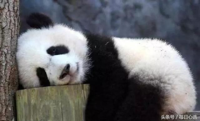 熊猫在世界深受喜爱 美国网友要用此人换熊猫