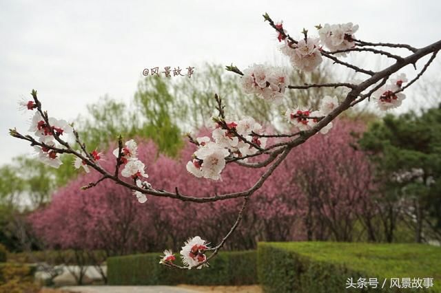 春色满园关不住：洛阳隋唐植物园