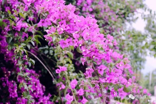 满城花开！初夏的蕉城美翻了十里八乡！