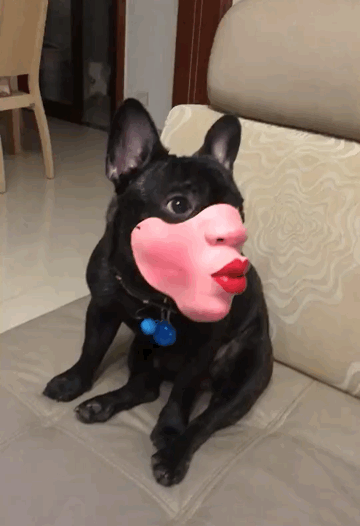 壁纸 动物 狗 狗狗 360_526 竖版 竖屏 手机 gif 动态图 动图