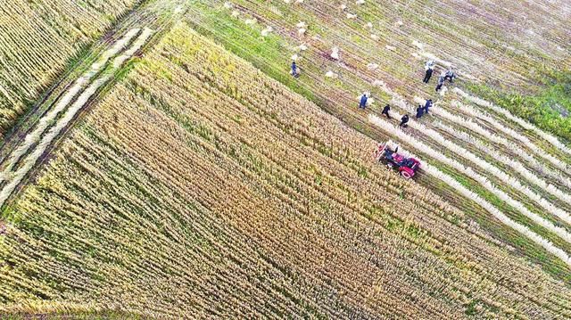 农业农村优先发展乡村产业