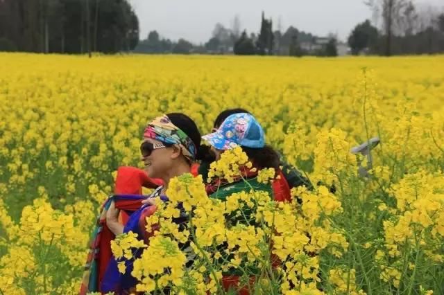 全部免费看!成都郊区7处油菜花海相继绽放,最大的竟有10万亩!