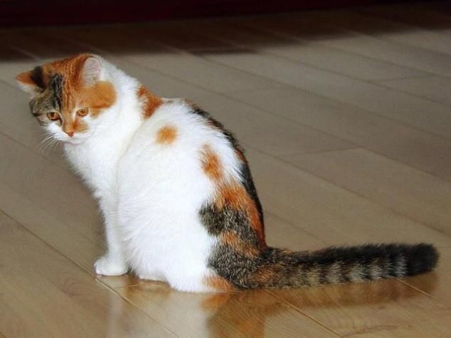 家里养猫味道很大,猫的错?主人的错?与其互相甩锅不如解决问题 云顶国际官网下载
