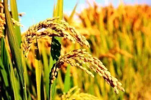 玉米价格还能涨吗？2018年主要粮食作物价格如何调整？戳这里！