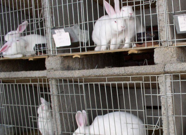 浙江商人山西养兔,建5个长毛兔养殖基地