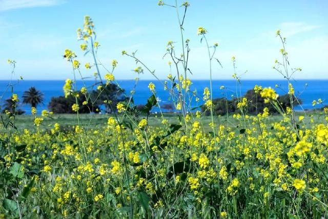 你没想到的，加州春季最美的景点，居然免费！