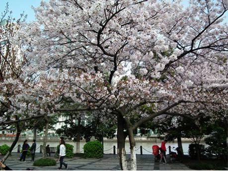 阳春满城：赏十里樱花，不用到日本一起来宁波约一场樱的约定吧