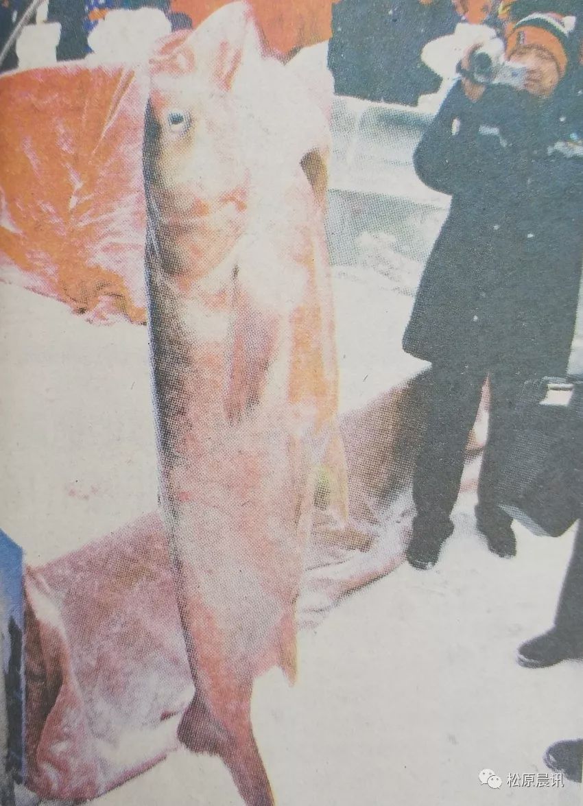 查干湖鱼拍卖最高