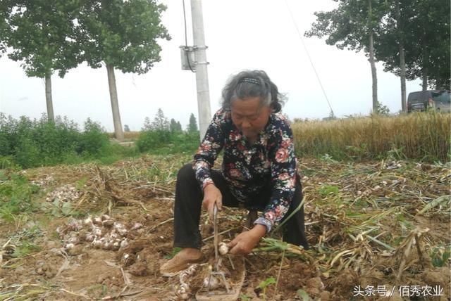 大蒜不值钱，农村人收获时舍不得投入，70岁父母成免费帮工