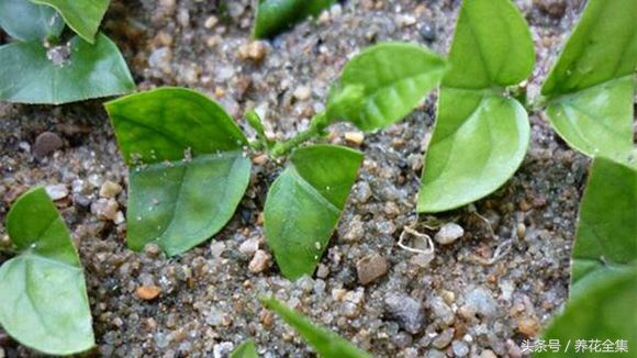 给大家分享一波茉莉花老桩上新盆的扦插方法