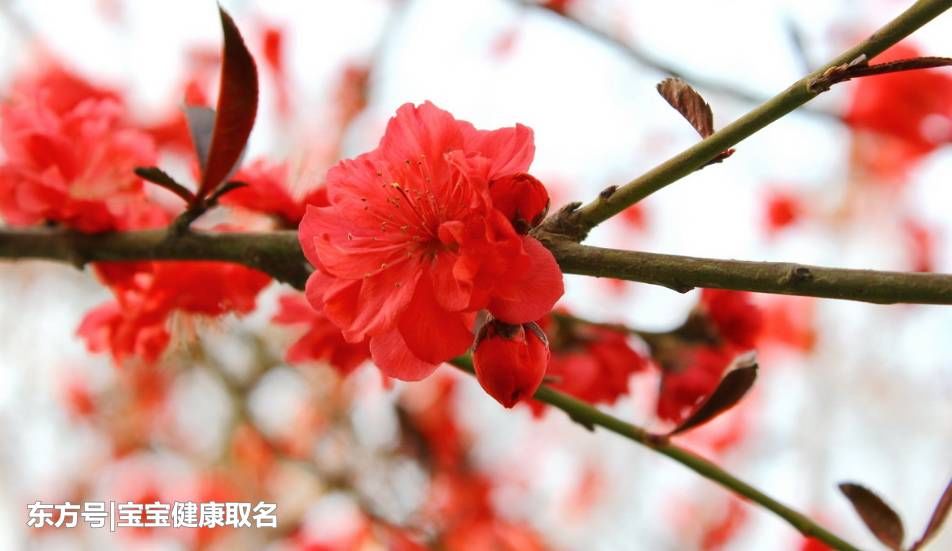 3月份往后，喜事连连、财运恒通的三大生肖！