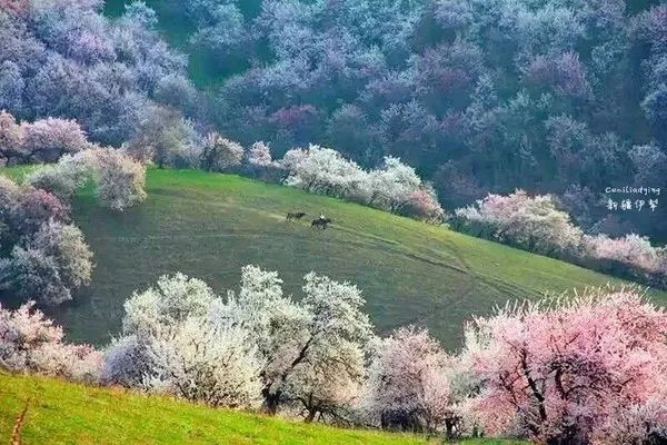 【每月在路上】三月,送你最in的赏花攻略,十大赏花胜地,愿你不