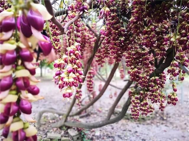 周六免费!广州附近这片禾雀花海没爆了,千万别错过了...