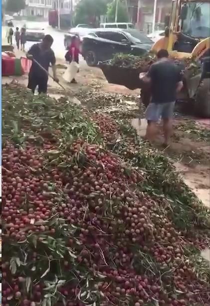 新鲜荔枝喂牛羊，广东荔枝滞销，农户丰产不丰收！