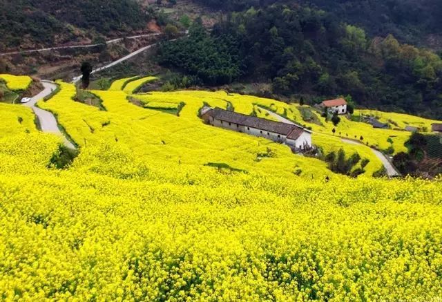 这几个江浙沪新晋网红村，堪称内地版吉野山和小婺源，避开人潮赏