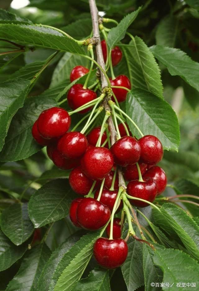 车厘子那么贵,为什么还有人吃?