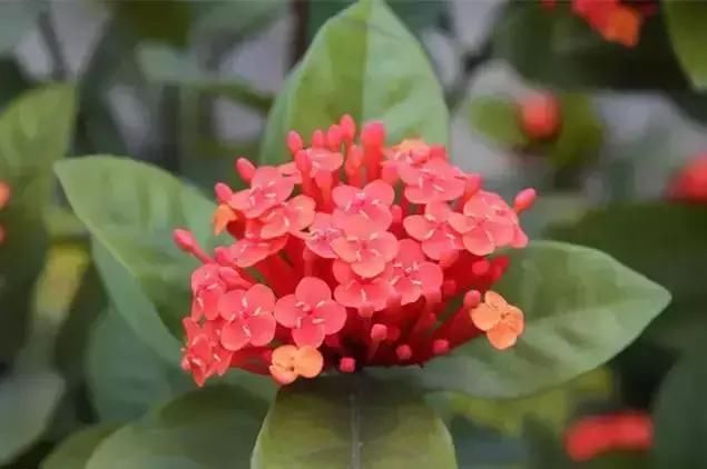 每种花都有特定的花开时间， 掌握这个时间， 为你营造最美的美景