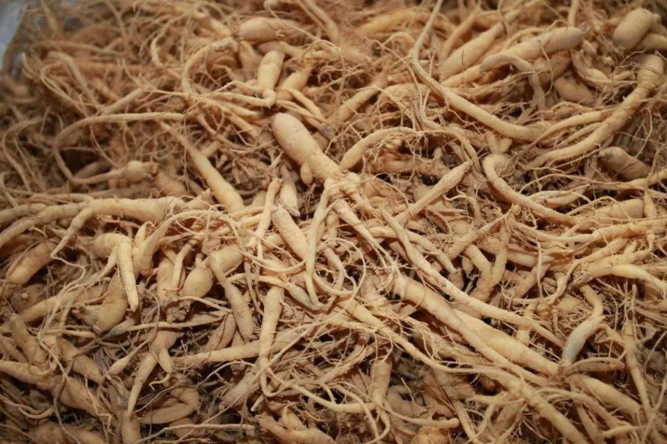 人参、党参、太子参都是补药,其中区别很多人却傻傻分不清!