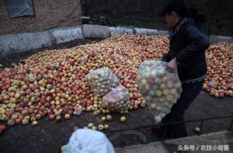 老果农大面积砍伐果树的原因，听了让人既心疼又辛酸！