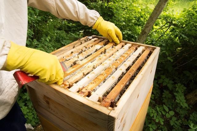 蜜蜂养殖技术|优良蜂种的选择