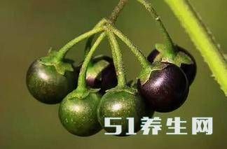 这种果子是癌症克星，吃一口一生难得癌，可农民把它当成了野草