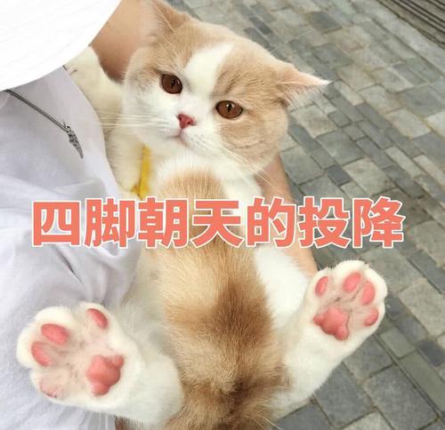 傲娇不好猫咪:生气了,哄表情的那种超时空图表情包我带图片