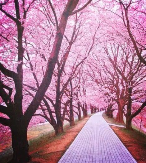 心理测试:3条小路,你会走哪条?测5年内你的财运走势如何!