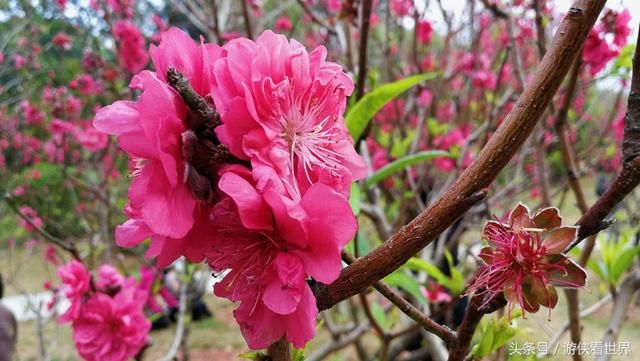 深圳踏青：莲花山公园的桃花正在绽放 你到底约不约？