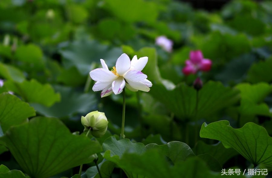 湖北宜昌:又到荷花娇艳时，微风习习，荷花荷叶荷韵美