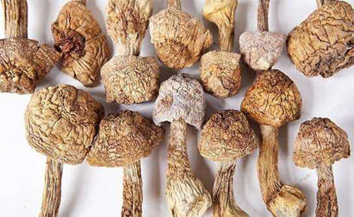 松茸多少钱一斤 t01c07cb12aabc5f4f9.jpg