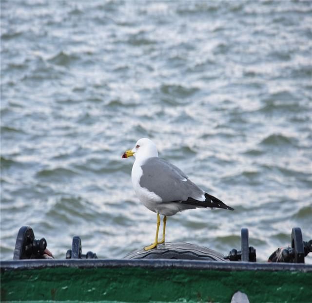 大连港风景独特,唯美的港湾海景映入眼帘,让游人非常喜欢!