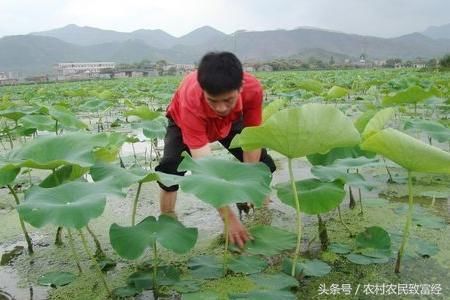 农民水田种植致富 1年赚30万 他公布3个绝招 想发财的自己收藏