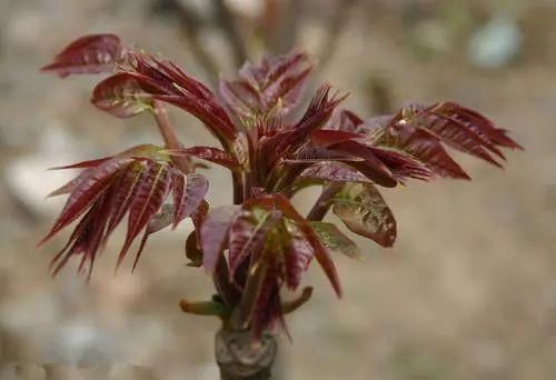 再不吃春天就溜了，这14种野菜你认识几个?