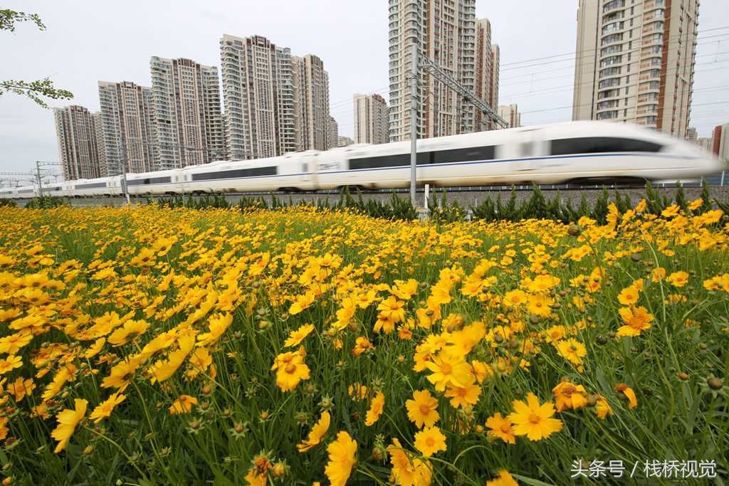 青岛后海现中国最美高铁，穿越花海还能看胶州湾海景，坐火车来看