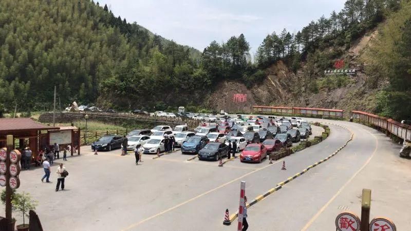 阳明山十万亩杜鹃燃爆 “五一”小长假 本周末仍是最佳花期