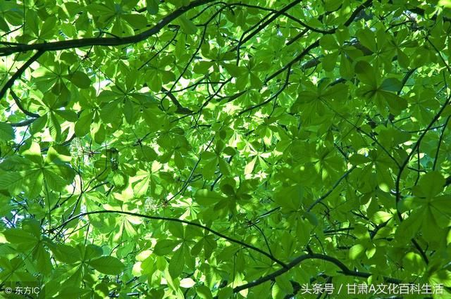 生死相随钢琴曲谱
