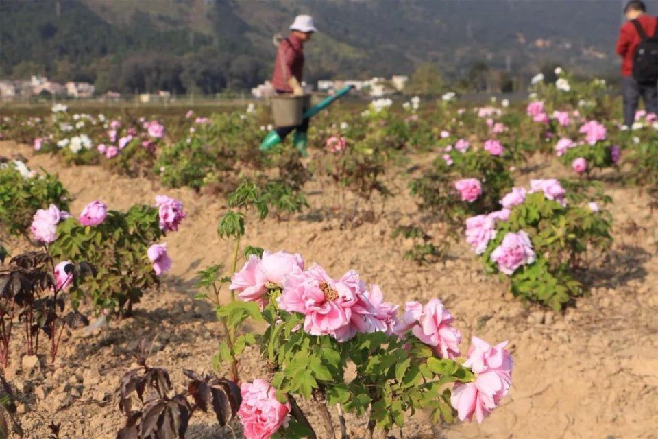 洛阳牡丹花开到了清远?真是稀客哦!