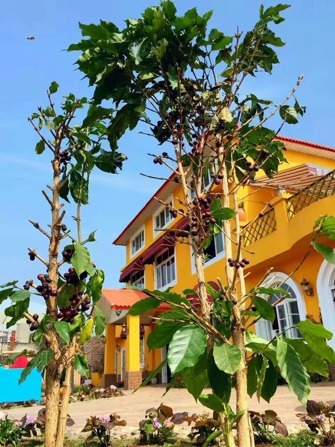 一对夫妻把青白江农家改造成“田园牧歌”，从此家有美景何必远方