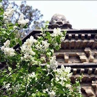 三月花开，四月花繁~京郊春花正当时｜确认过眼神，是去京郊赏花