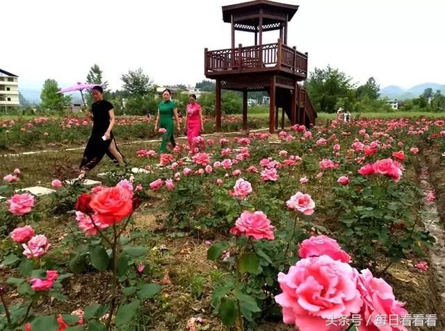 利川一女子隐居乡村3年，种下一大片浪漫花海，美哭啦……