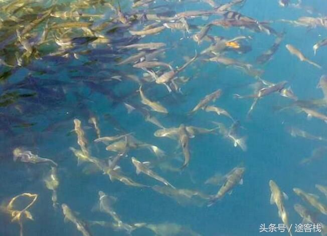 这个湖泊有上亿公斤的鱼