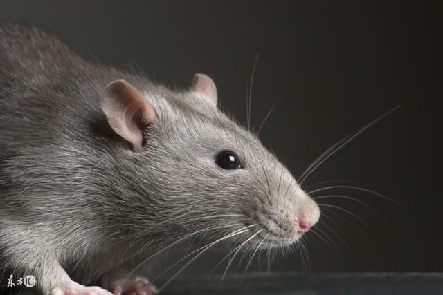 一条多管闲事的狗,抓了600只老鼠,拯救了一个