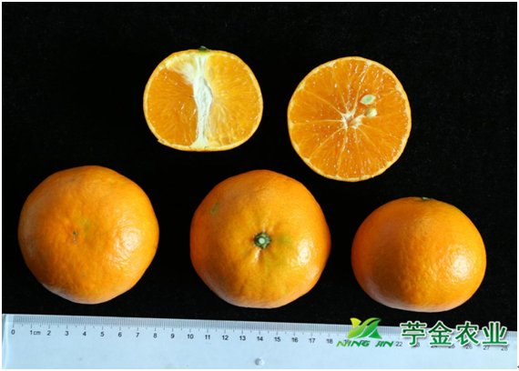 最新柑橘新品种有哪些?推荐几个热门柑桔新品种