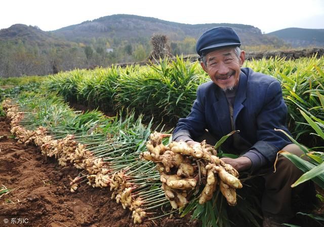 为什么越来越多种农村植户都放弃种植了，老农分析得很合理！