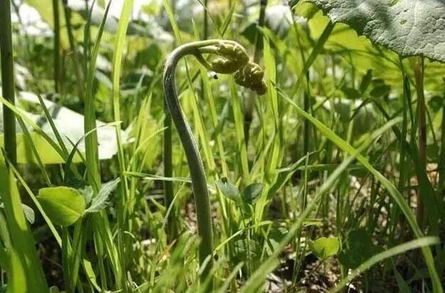 三月花开正艳,宜昌各地踏青赏花活动异彩纷呈
