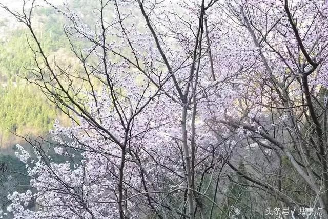 三生三世何处觅？十里桃花南太行！3月踏青太行秋沟赏桃花
