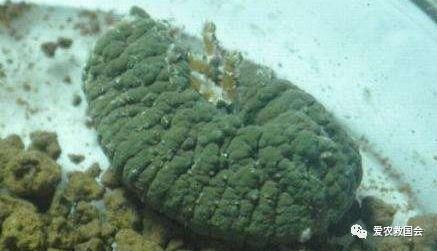 收藏:中药材地下害虫的综合防治