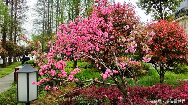 武汉漫行:东湖沿湖路走走