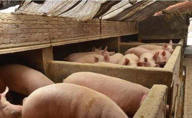 猪价反弹近在眼前，或重回7.5元\/斤，理由充足使人信服！