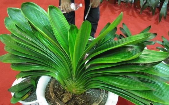 花没有肥料怎么养